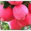 供應(yīng)神富一號(hào)蘋果色澤溫潤(rùn)果實(shí)飽滿