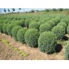 北京檜柏基地，北京檜柏球報價，北京檜柏種植廠家