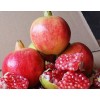 大量供應河陰軟籽石榴