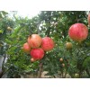 河陰石榴軟籽石榴  薄皮籽軟  現貨供應