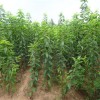 大櫻桃樹苗的種植要點